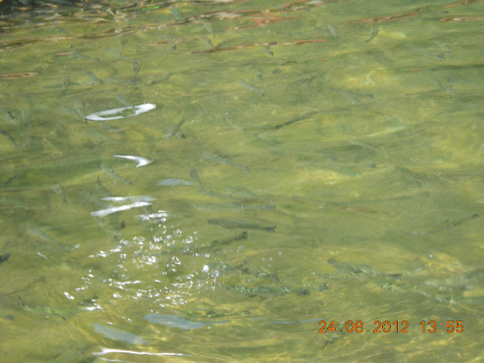 24.08.2012 164 - PEISAJE LACUL ROSU-CHEILE BICAZULUI