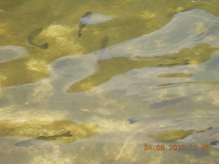 24.08.2012 165 - PEISAJE LACUL ROSU-CHEILE BICAZULUI