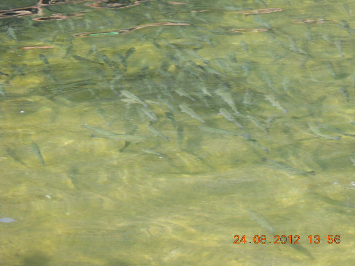 24.08.2012 166 - PEISAJE LACUL ROSU-CHEILE BICAZULUI