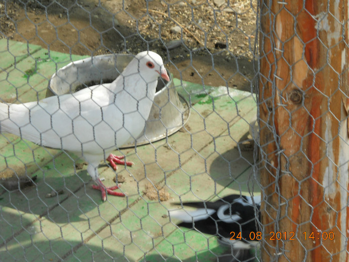 24.08.2012 184 - PEISAJE LACUL ROSU-CHEILE BICAZULUI