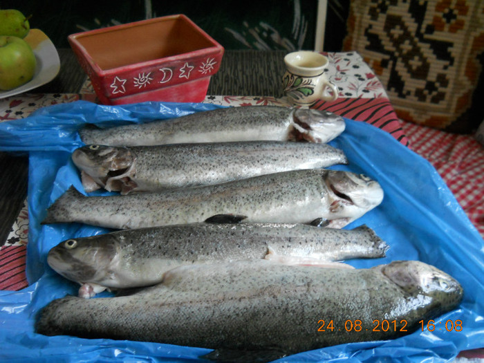 captura de pastravi de la Cheita - PEISAJE LACUL ROSU-CHEILE BICAZULUI