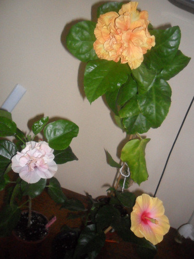 Hibiscus grup