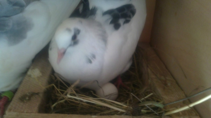 19082012318 - Porumbeii mei 2012