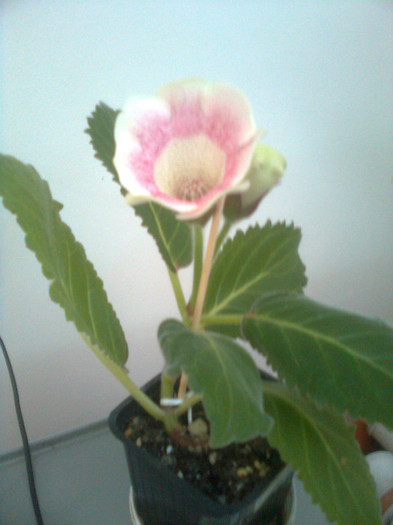 tigrina pink - gloxinia 2012