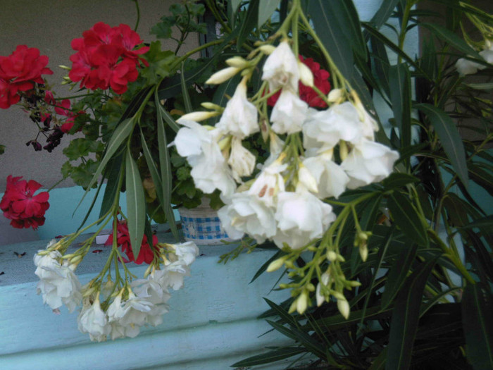 floare leandru alb - Vara la tara 2012