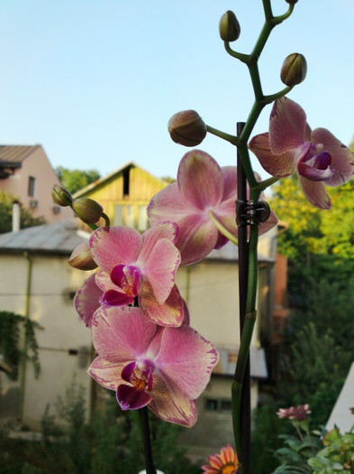  - Phalaenopsis