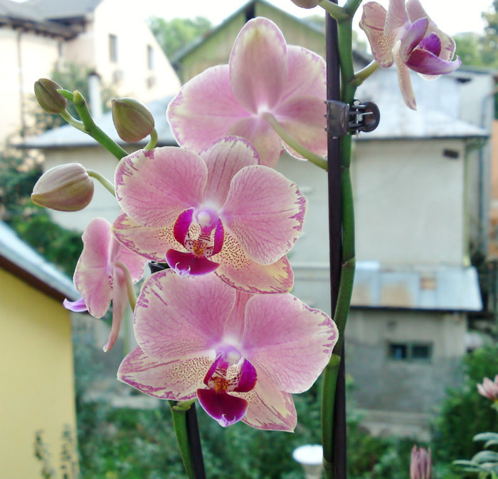  - Phalaenopsis