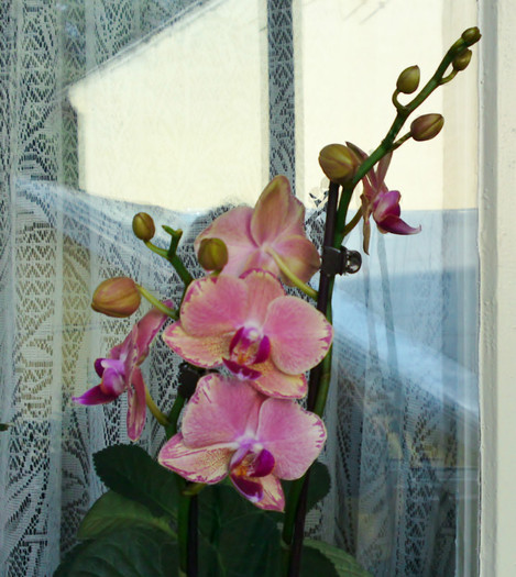  - Phalaenopsis