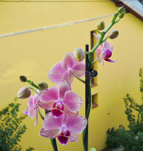  - Phalaenopsis