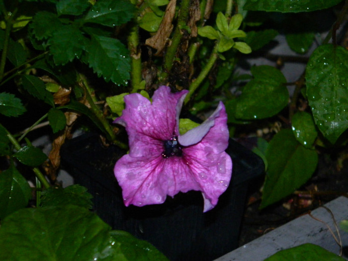 DSCN8576