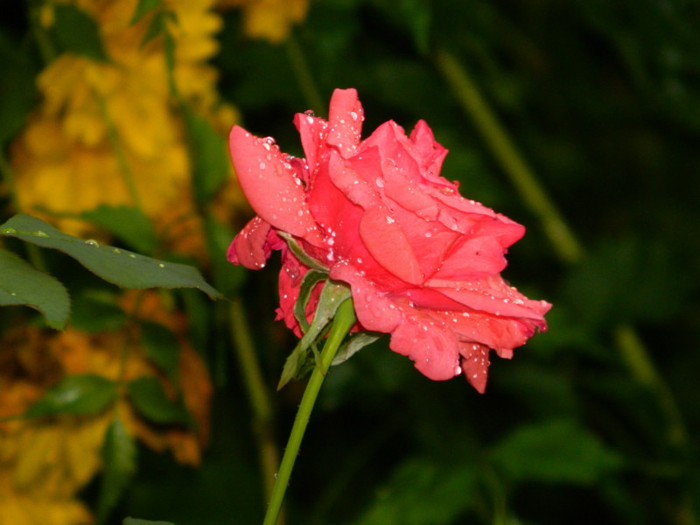 DSCN8596