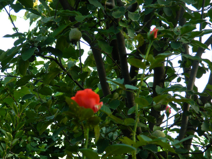 DSCN8601