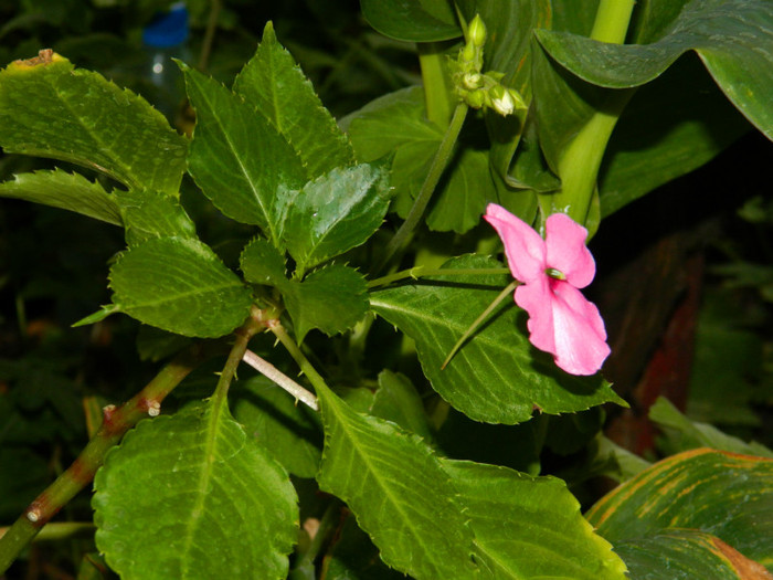 DSCN8603