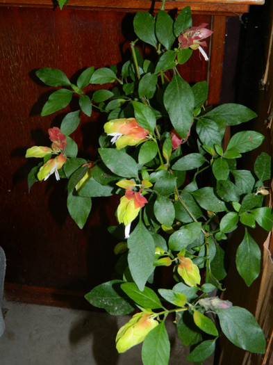 DSCN8605