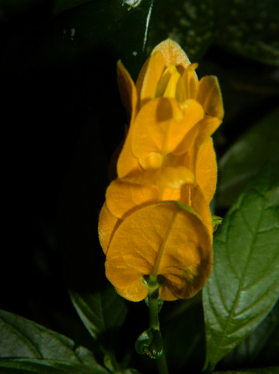 DSCN8607