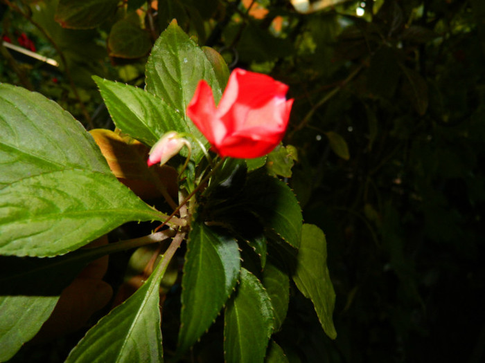 DSCN8615