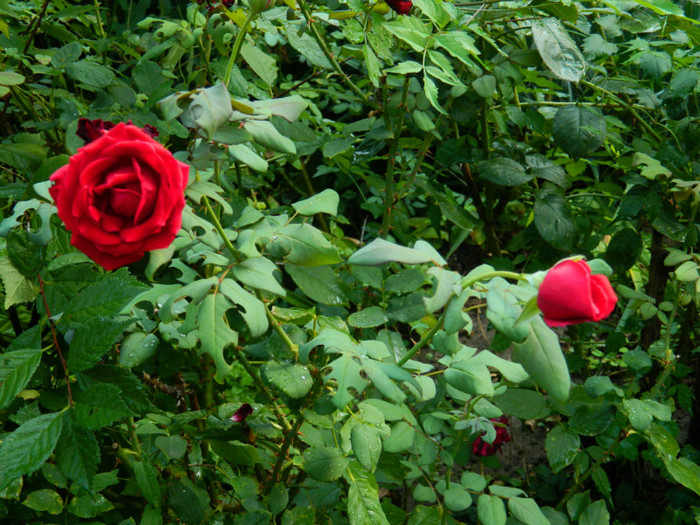DSCN8621