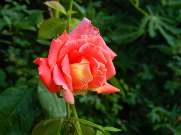 DSCN8624