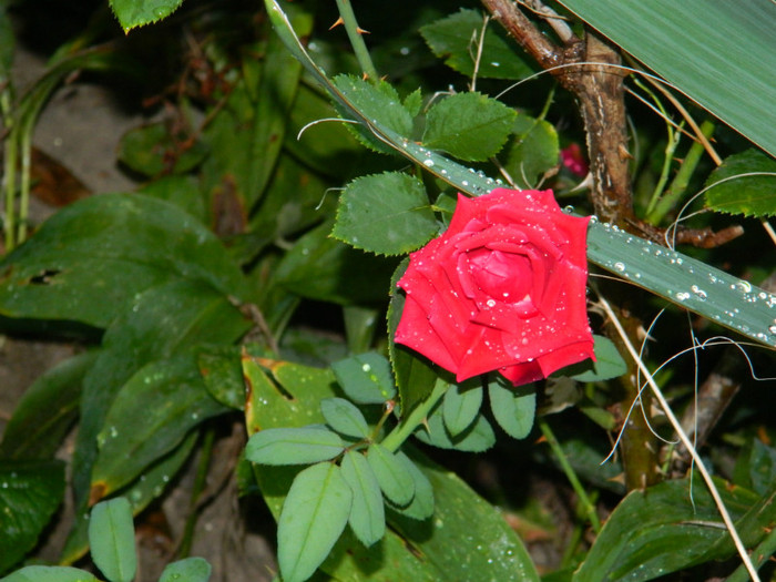 DSCN8629