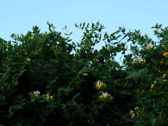 DSCN8634