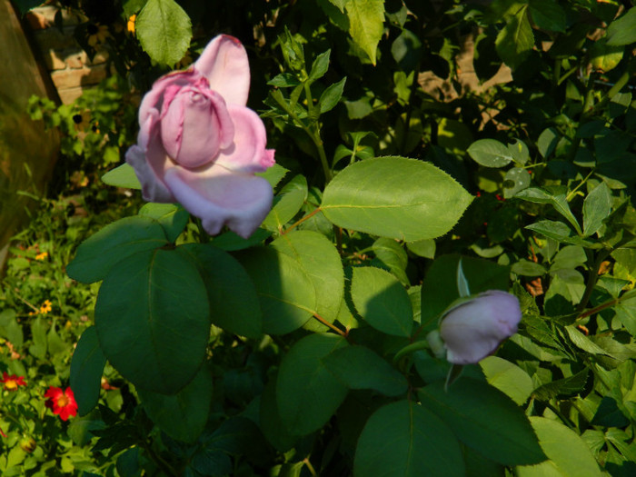 DSCN8655