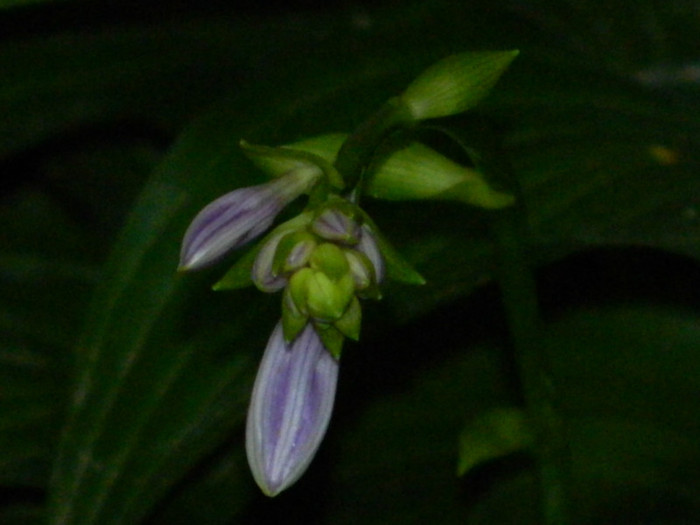 DSCN8678