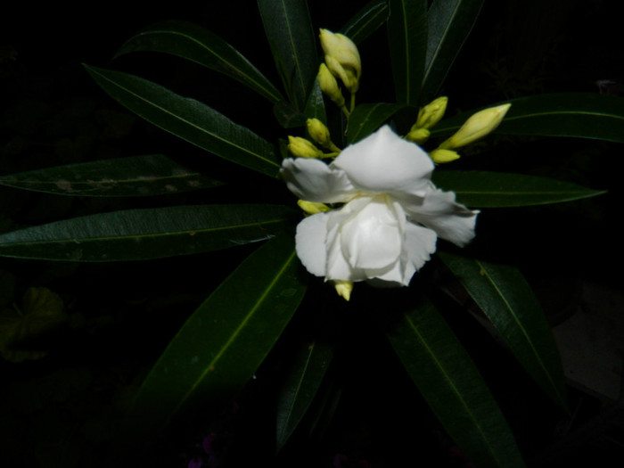 DSCN8689