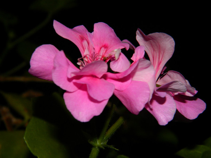DSCN8698