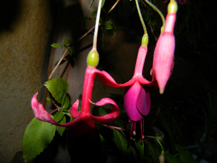 DSCN8701