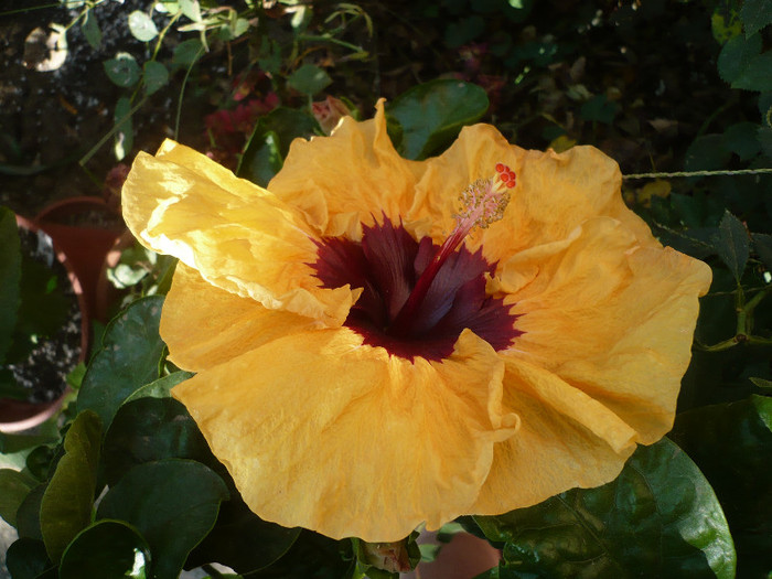 P1170726