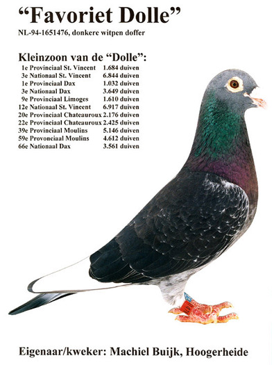 favoriet_dolle