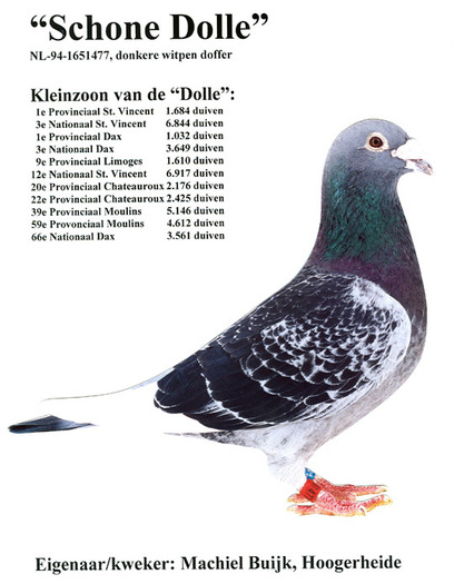 schone_dolle
