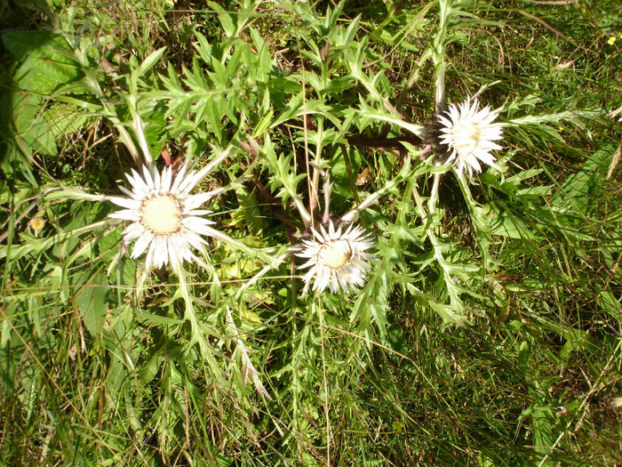 DSC02400 - Padis - Bihor - 2006