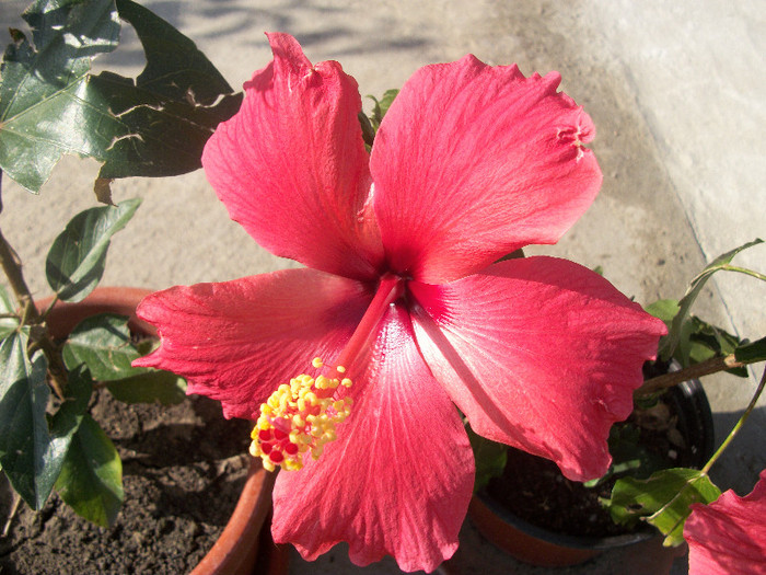 100_3413 - hibiscus