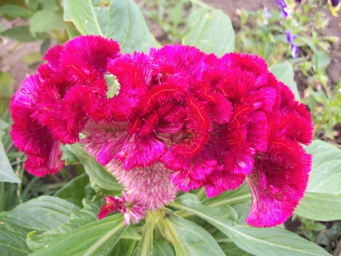 100_3427 - celosia 2012