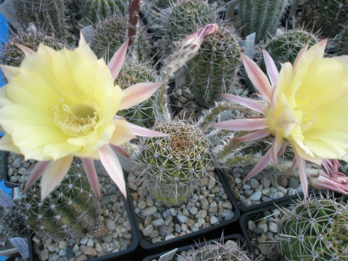 Lorelei - 21.08 - Echinopsis