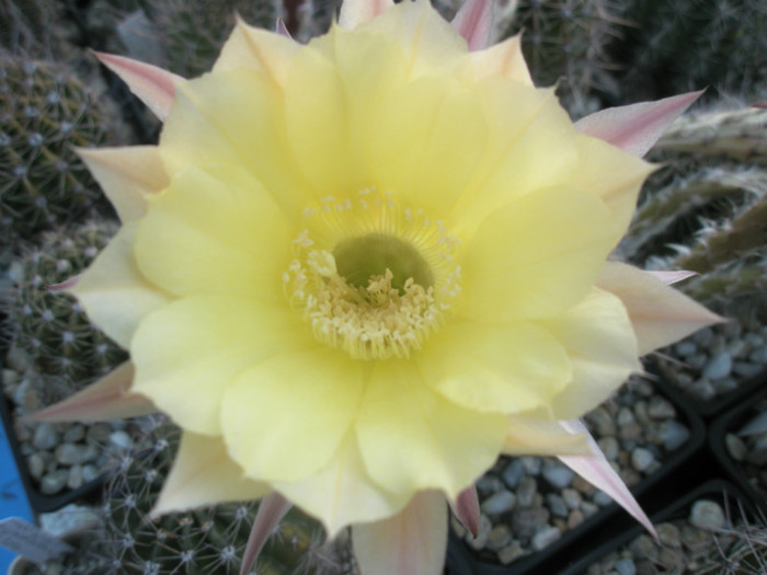 Lorelei - floare - Echinopsis