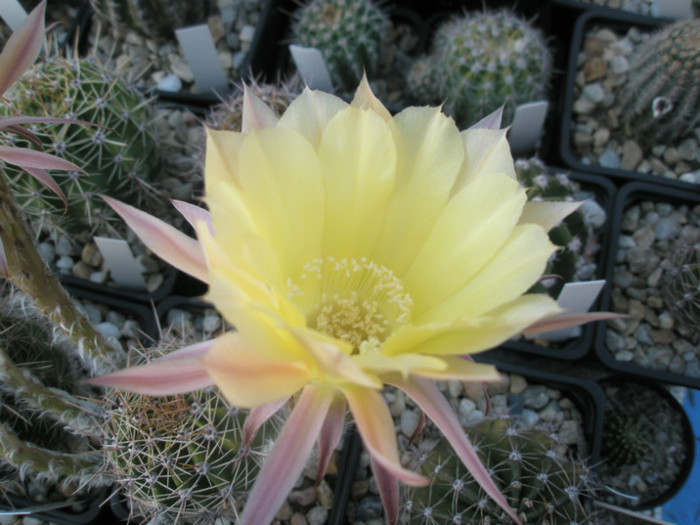 Lorelei - floare 2 - Echinopsis