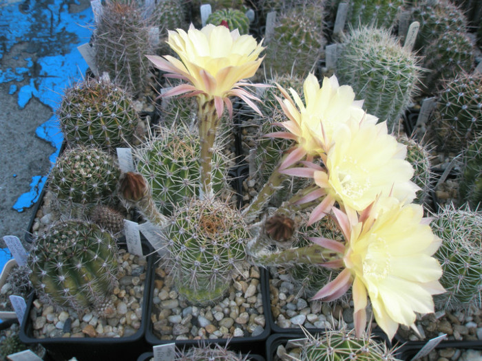 Lorelei - 4 flori si 2 boboci - Echinopsis