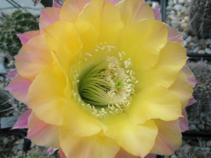 Riptide - floare - Echinopsis