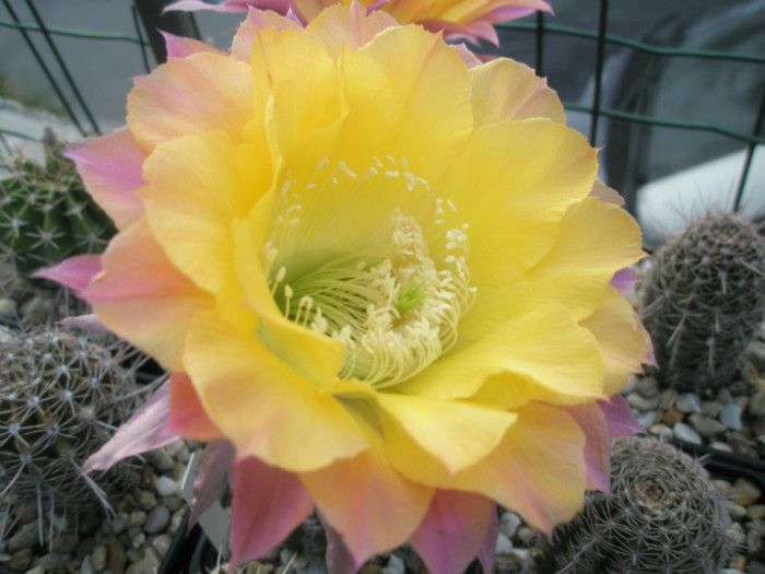 Riptide - floare 2 - Echinopsis