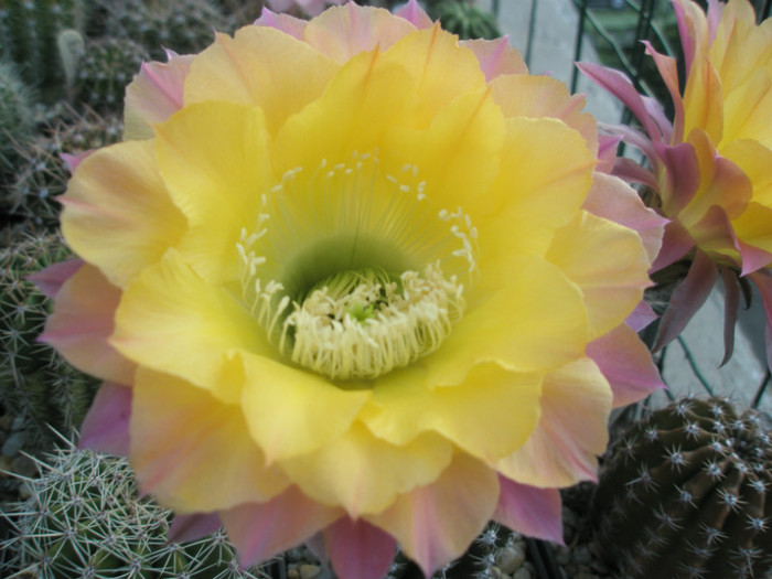 Riptide - tot floare - Echinopsis