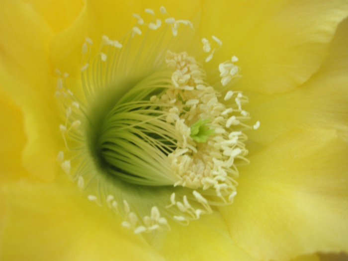 Riptide - centrul florii - Echinopsis