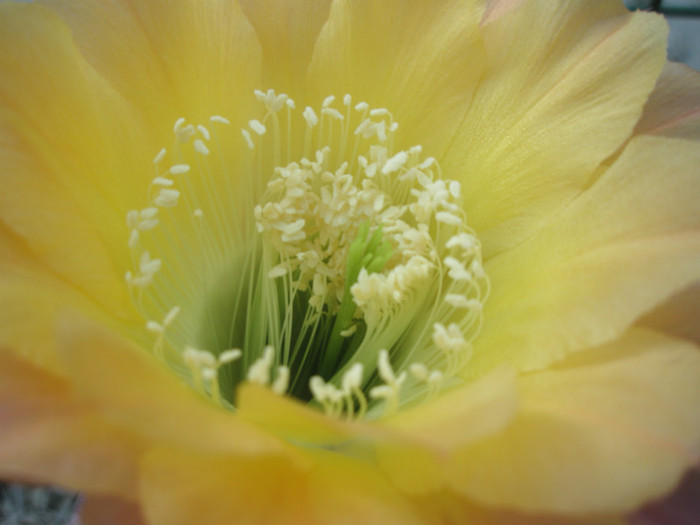 Riptide - staminele si pistilul - Echinopsis