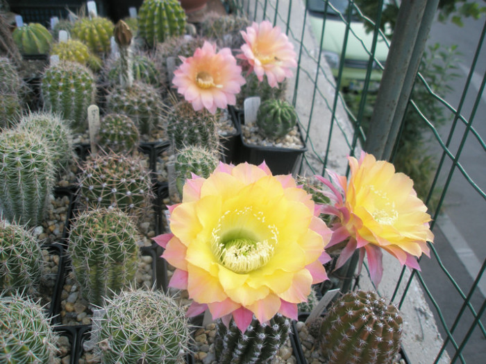 Riptide si flor salmon - Echinopsis