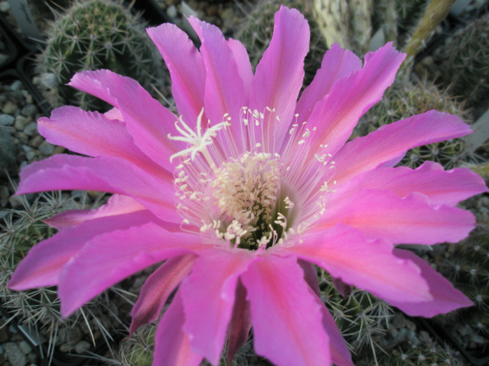 Maria Piazza - floare 3 - Echinopsis