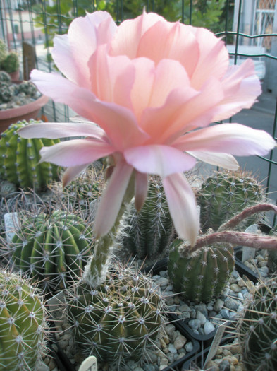 Sleeping Beauty - planta cu floare - Echinopsis