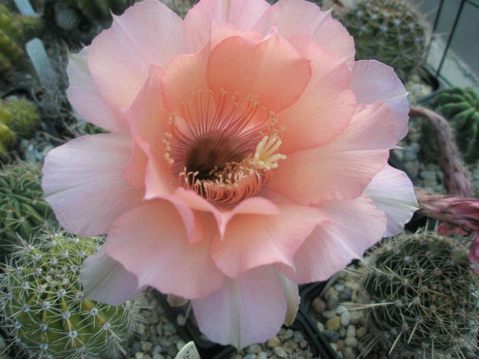 Sleeping Beauty - floare - Echinopsis