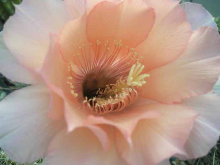 Sleeping Beauty - detaliu floare - Echinopsis