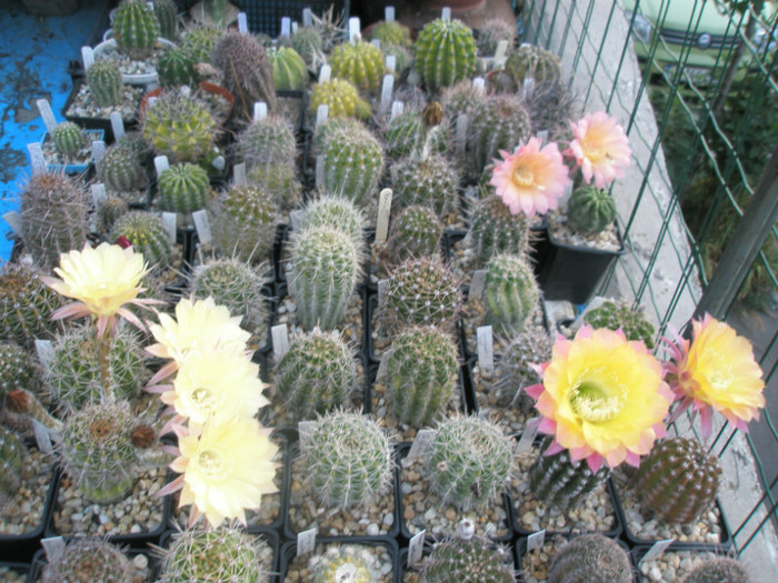 Echinopsisi infloriti 20.08